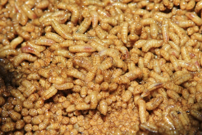 Pakan Maggot Fermentasi