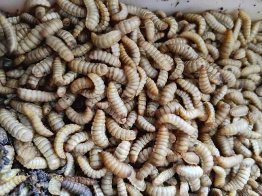 Maggot Segar