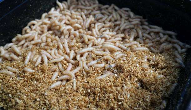 Ransum Ayam Campur Maggot