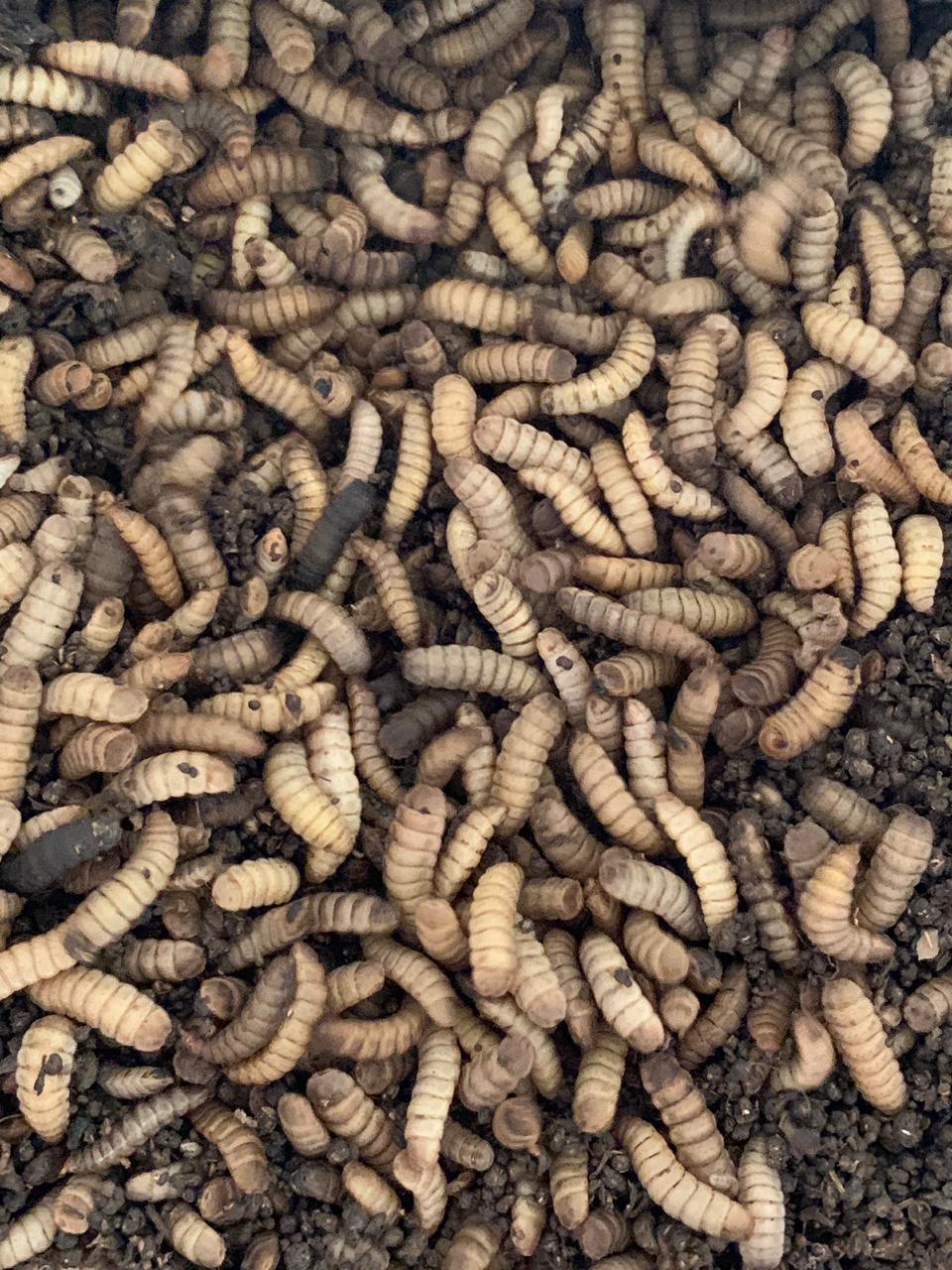 Maggot Basah Harian
